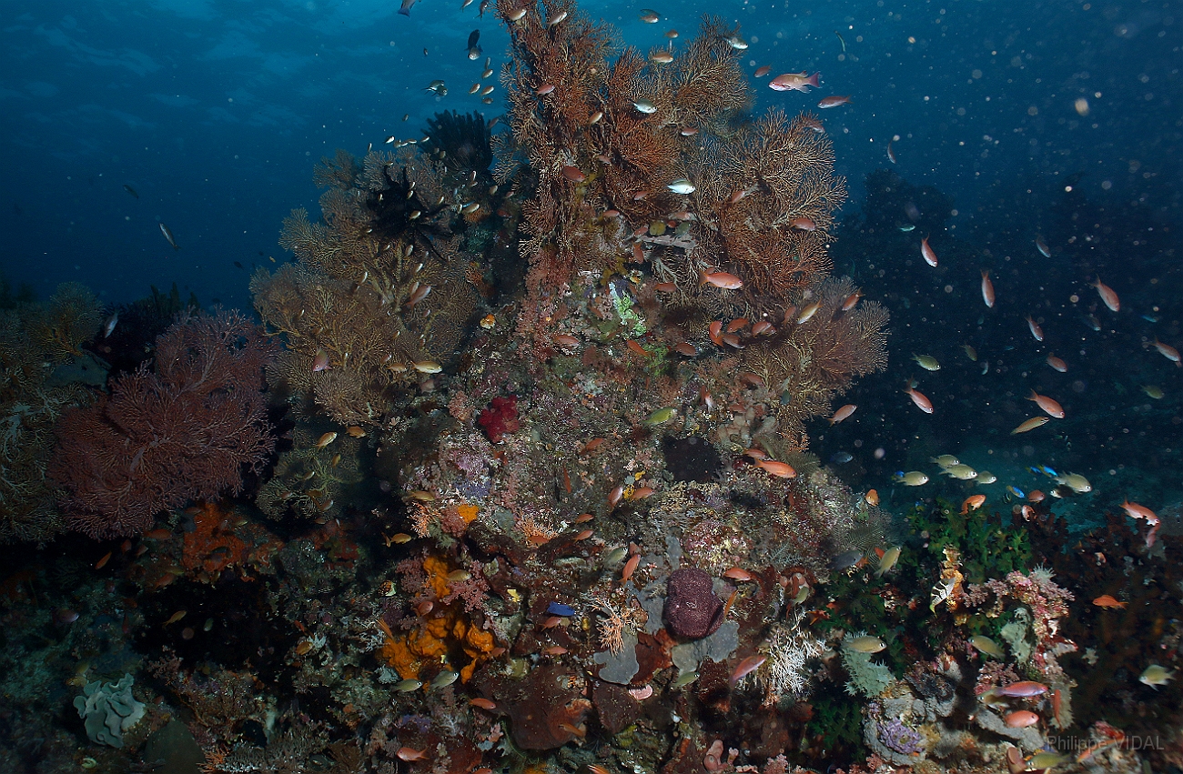 Raja Ampat 2016 - Corail - IMG_5621_rc.jpg